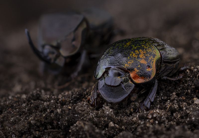 coleoptera, scarabaeidae, phanaeus meleagris minos photo preview