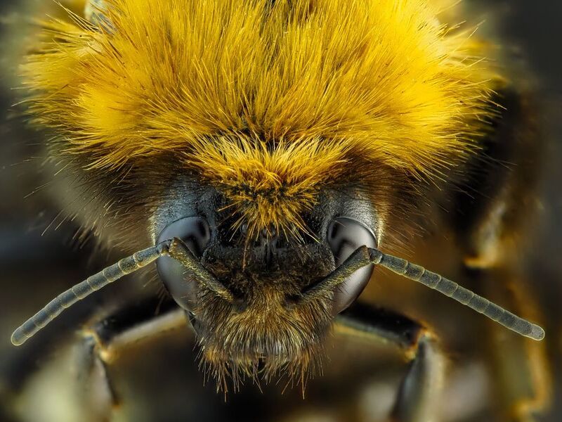 Шмель.photo preview