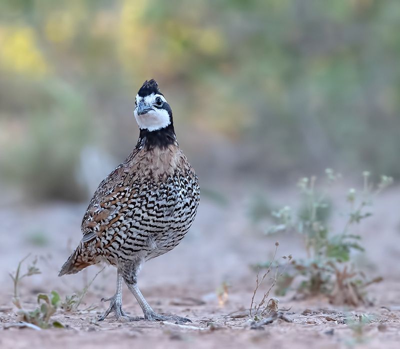 northern bobwhite, американская куропатка, американская куропатка, texas, куропатка Northern Bobwhite - Виргинская американская куропаткаphoto preview
