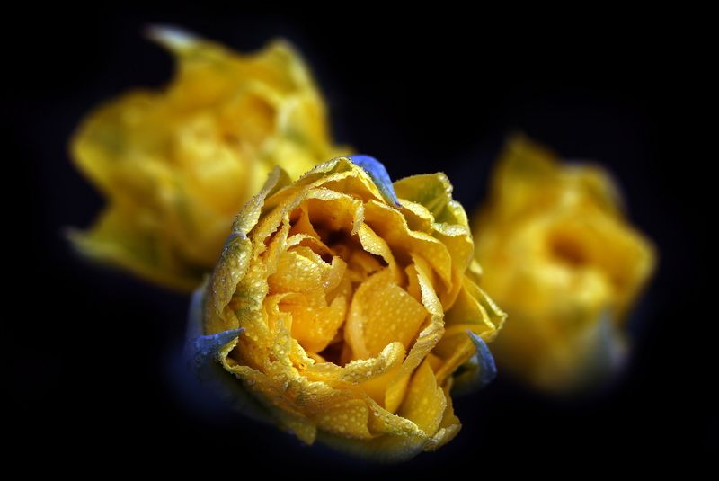 тюльпаныphoto preview