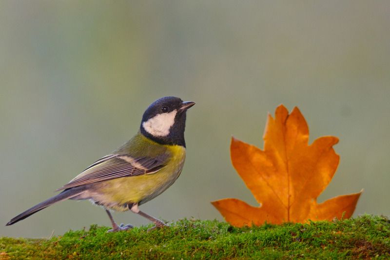 большая синица, parus major, У костерка.photo preview