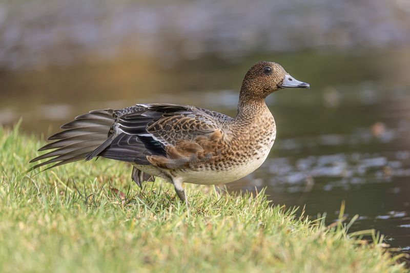свиязь, утка, птицы Гимнастика свиязяphoto preview