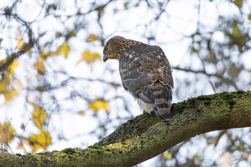 ястреб тетеревятник, ястреб, тетеревятник, птицы, ястреб-тетеревятник, хищники, хищная птица. hawk, birds, goshawk Выслеживание мышиphoto preview