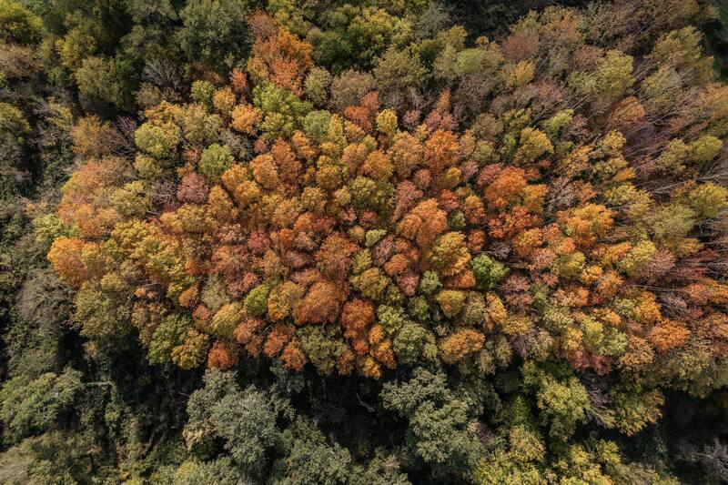 georgia, autumn, fall, trees, drone, dji, mavic air 2s, bird view, landscape, travel, photography, colors Autumnphoto preview