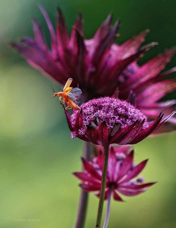жук-пожарник К полёту готовphoto preview