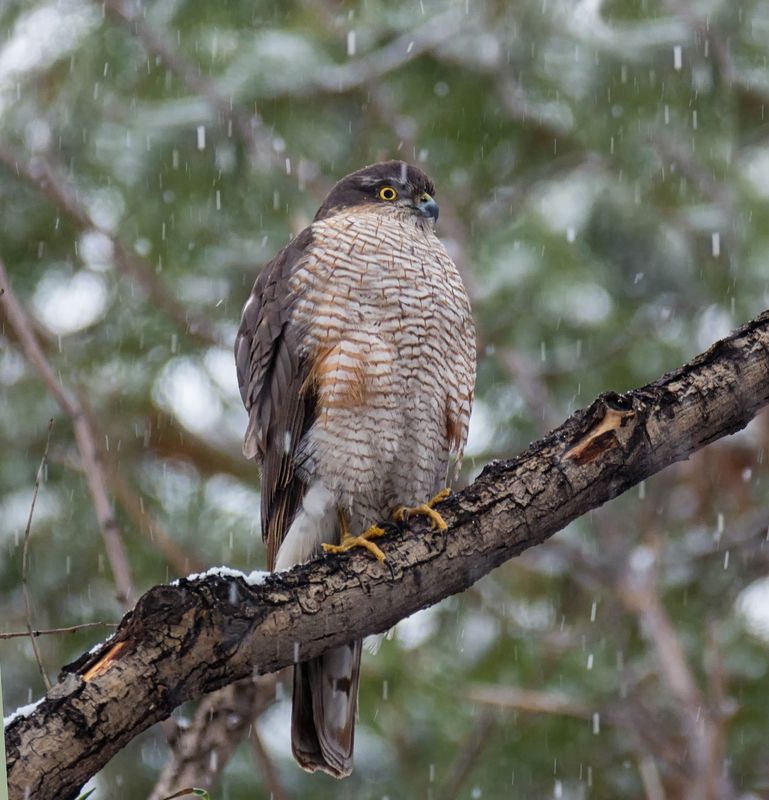 птица, ястреб, ***photo preview