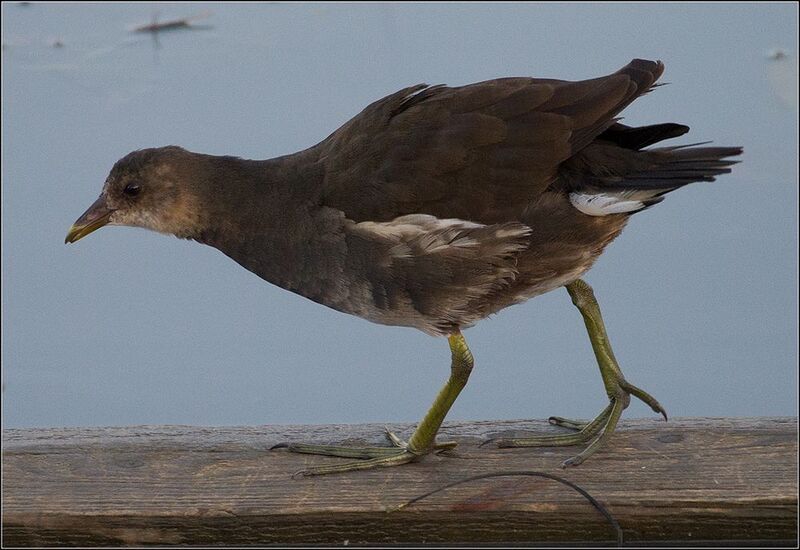 москва, ноябрь, парк, птица Камышницаphoto preview