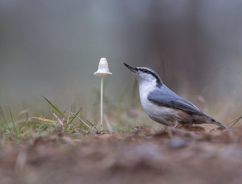 гриб,природа,осень,лес,поползень Картинка из лесаphoto preview