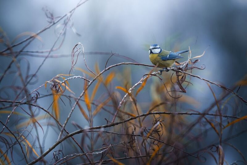 природа, лес, поля, огороды, животные, птицы, макро В царстве кудрявой ивыphoto preview