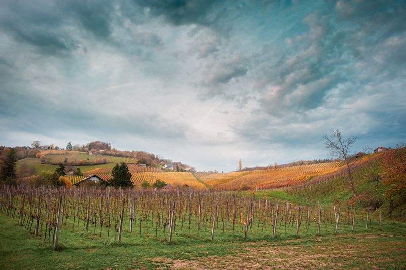 небо виноград лоза виноградник облака деревня осень Виноградникиphoto preview