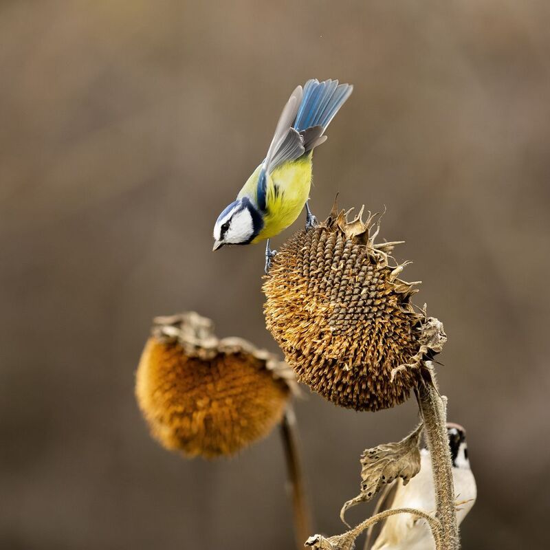 природа ***photo preview