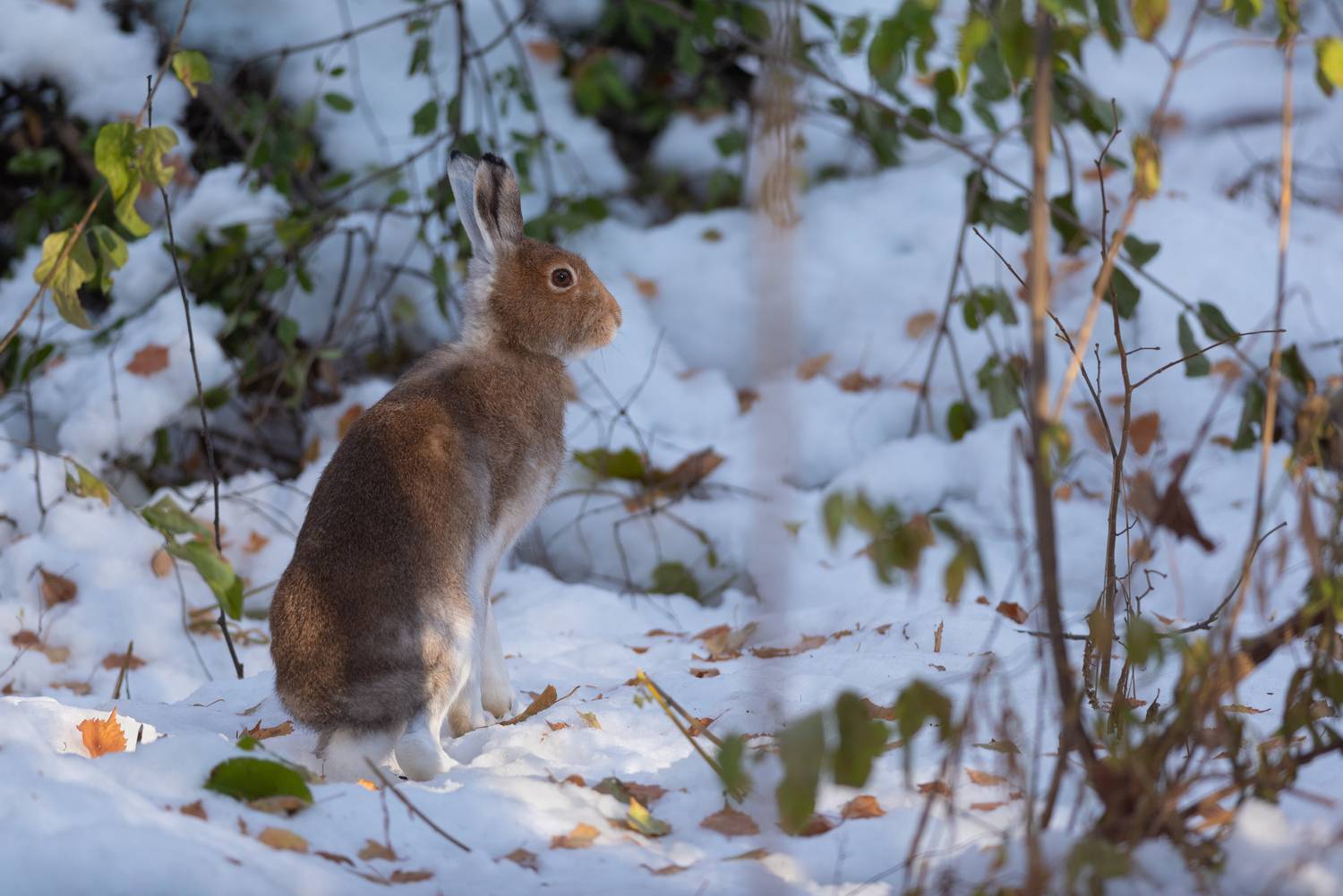 Беляк в октябре. Автор: Воронов Денис заяц, беляк, лес, природа, новосибирск, осень, октябрь, фотоохота, Воронов Денис