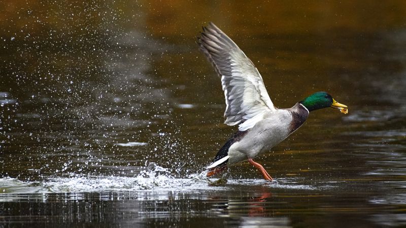 кряква, mallard, Anas platyrhynchos, утка, птица, дикая природа, water‑bird, wild bird, bird, duck, утка дикая, природа, водоем, озеро, река, wetlands, close‑up bird, bird photography, wildlife photography Кряква / Mallard / Anas platyrhynchosphoto preview