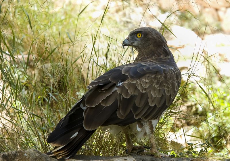 Беркут.photo preview