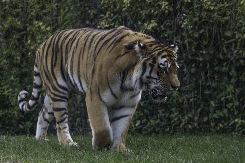Amur tigerphoto preview