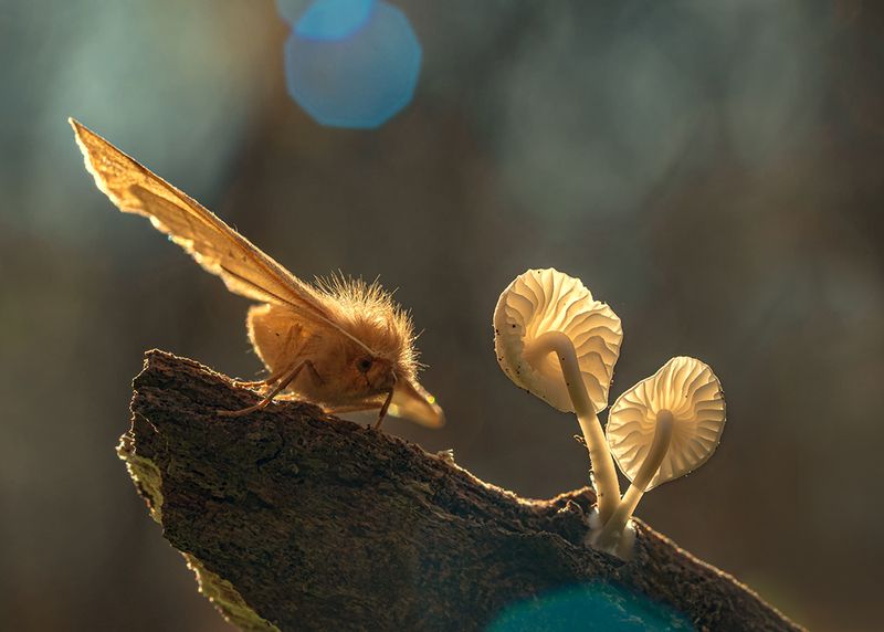 осень, лес, макро, бабочка, грибы Лесные историиphoto preview
