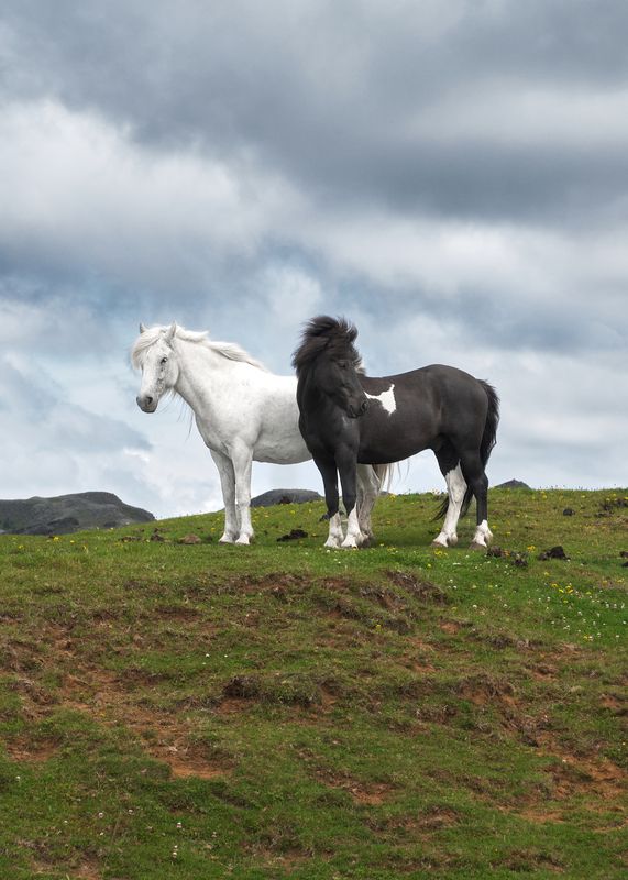 [iceland horses]photo preview