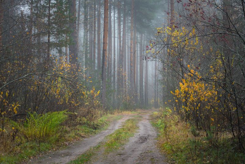 пейзаж утро лес туман  осень ноябрь дорога бродники Остатки осени былойphoto preview