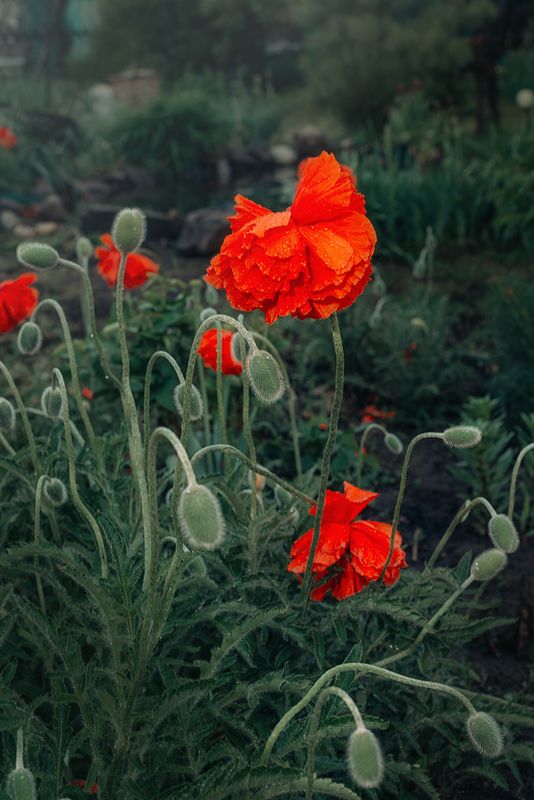 маки дождь лето Маки под дождём фото превью