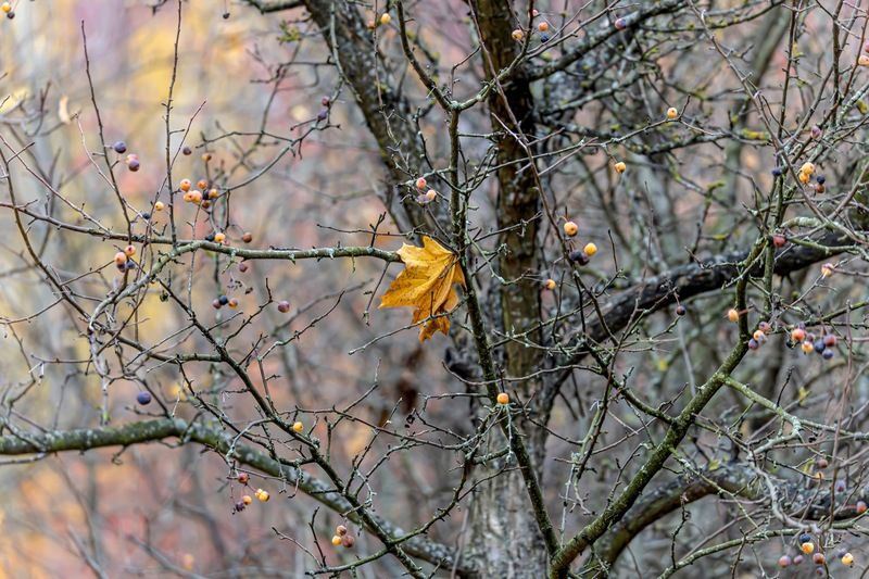 осень Прощание осениphoto preview
