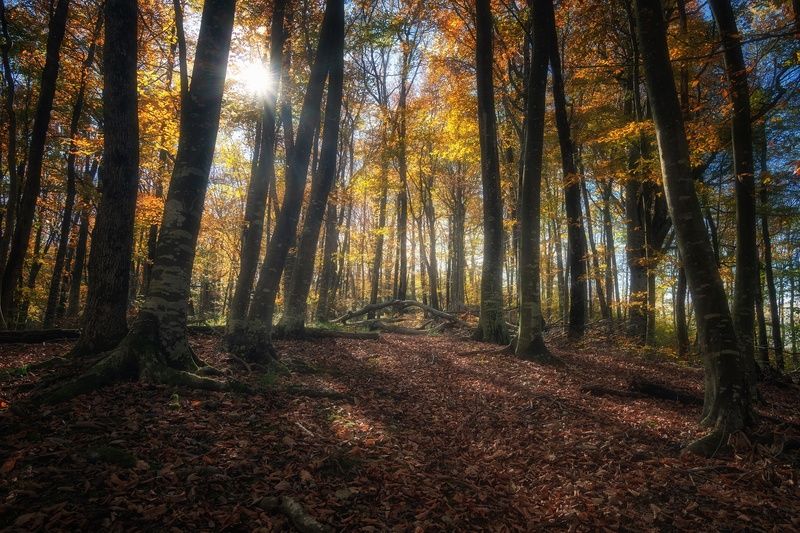 осень лес В осеннем лесу.photo preview