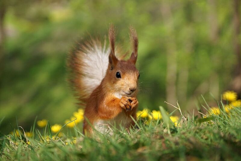 Белкаphoto preview