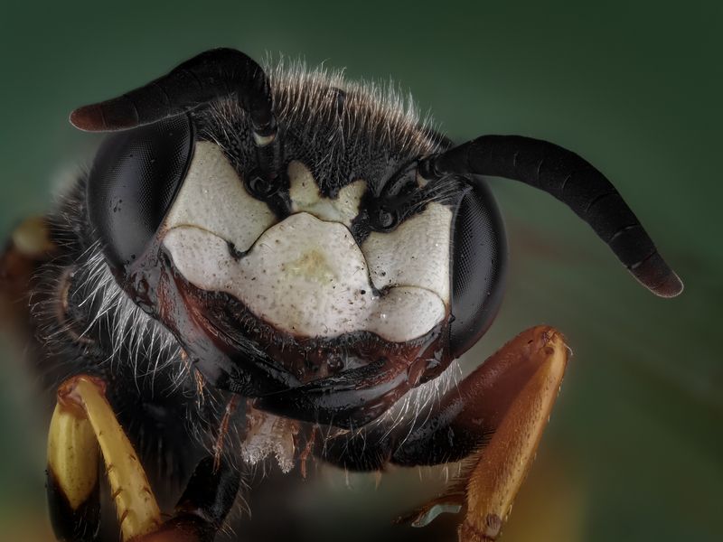 Пчелиный волк.photo preview