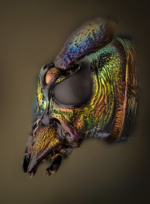 coleoptera, cerambycidae, aromia moshata Усачьphoto preview