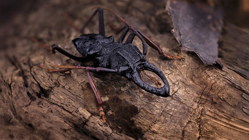 coleoptera, cerambycidae, prionocala cacicus photo preview