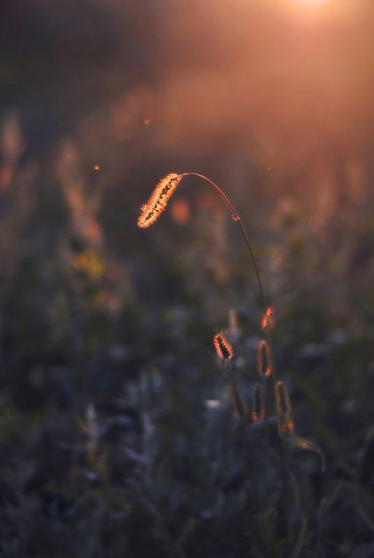 природа, вечер, осень, свет, травы, nature, evening, autumn В сонных объятиях вечерних лучей photo preview