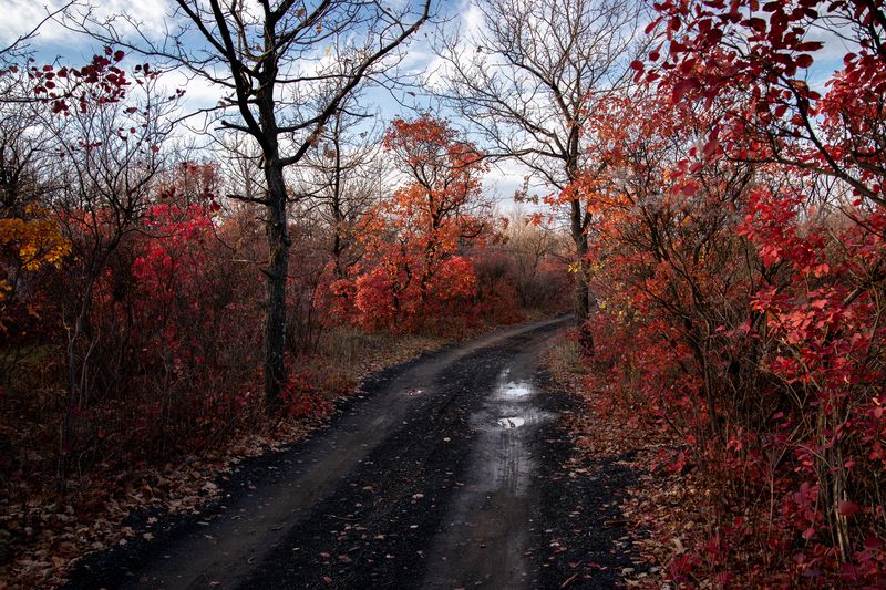 Осень, дорога, природа, пейзаж, деревья Осенняя пораphoto preview