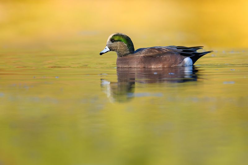 American Wigeon (m)photo preview