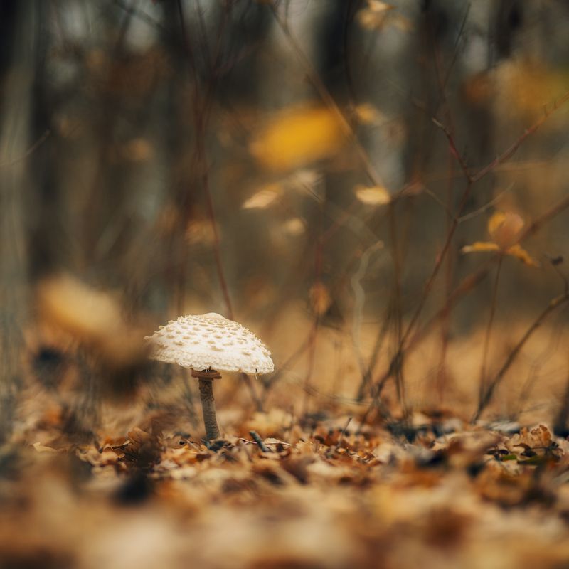 гриб, лес, осень, листья, природа, тишина, макро, одиночество, гриб в лесу, осенний свет Гриб в осеннем лесуphoto preview