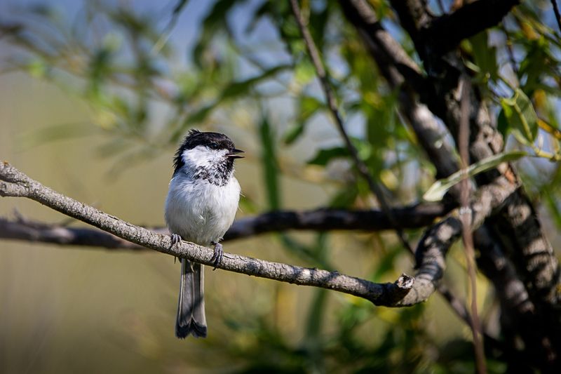 пухляк, птица пухляк фото превью