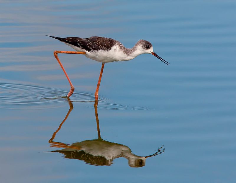 ходулочник, black-winged stilt, israel, birds,израиль Ходулочник -Black-winged stiltphoto preview