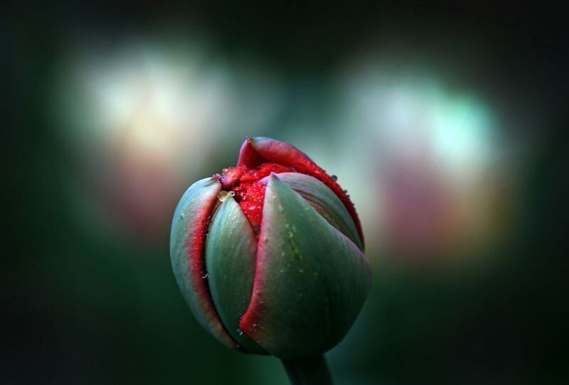 тюльпаныphoto preview