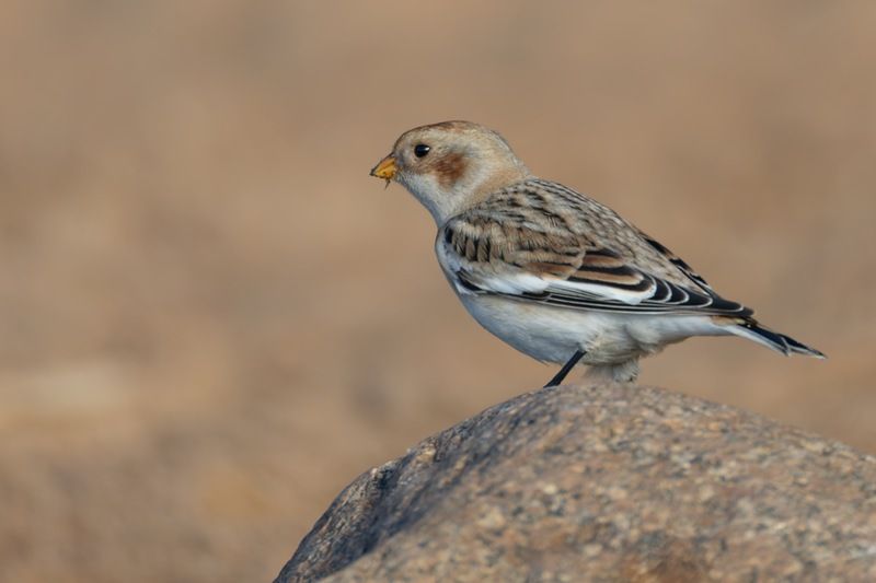 пуночка, снежный подорожник, арктический воробей, воробей, птицы Арктический воробейphoto preview