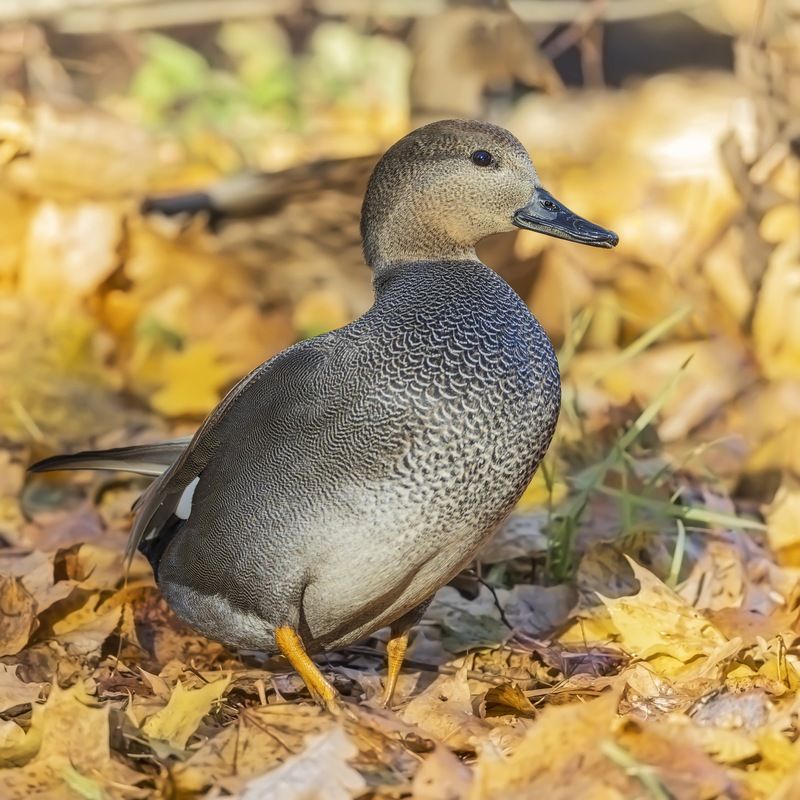 серая утка, утка, птицы, красная книга, осень Серая уткаphoto preview