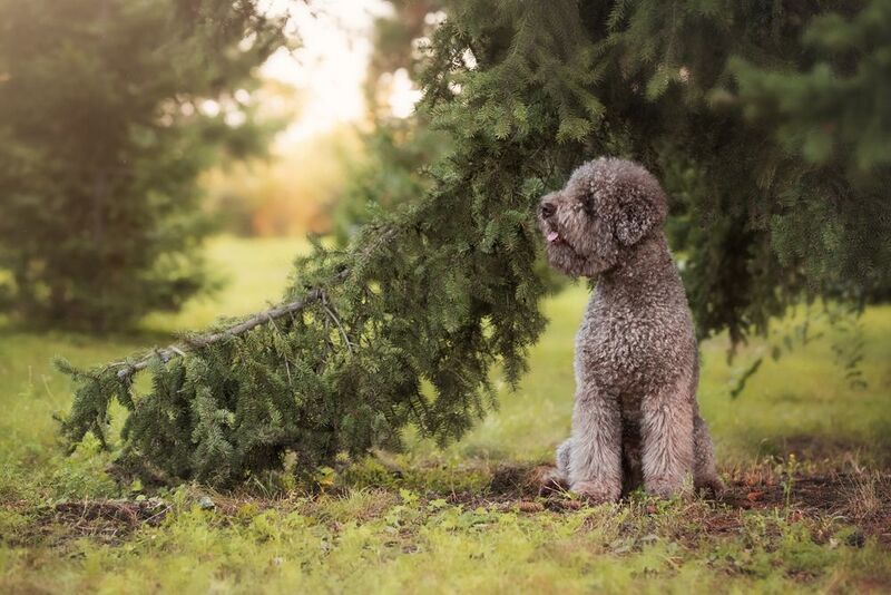 Лес Собака Природа  В объятиях хвойных лапphoto preview