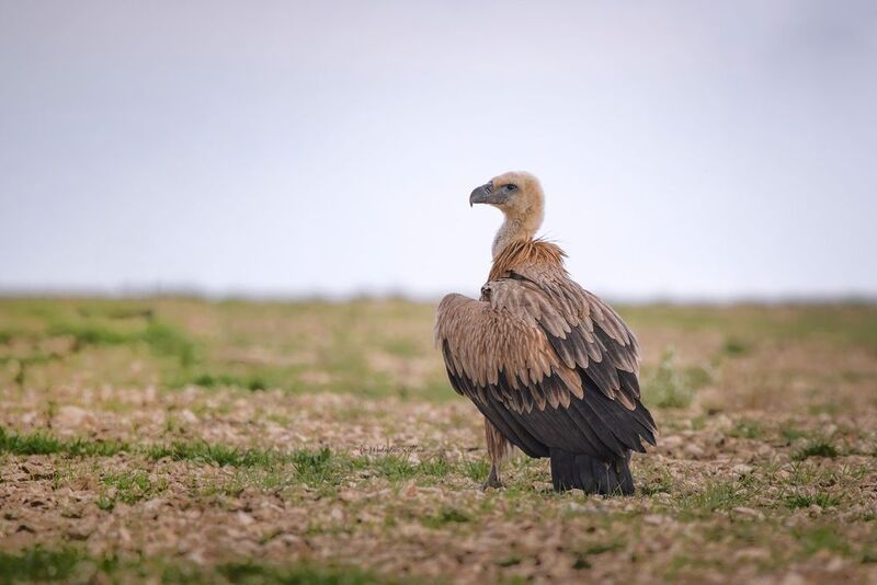 фотоохота, птица, сип, осень, птицы, белоголовый сип Белоголовый сип.photo preview