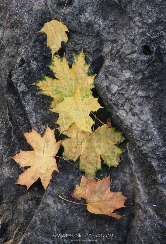 осень, кленовые листья, октябрь, рисунок, узоры,  камень, опавшая листва, Осенняя графикаphoto preview