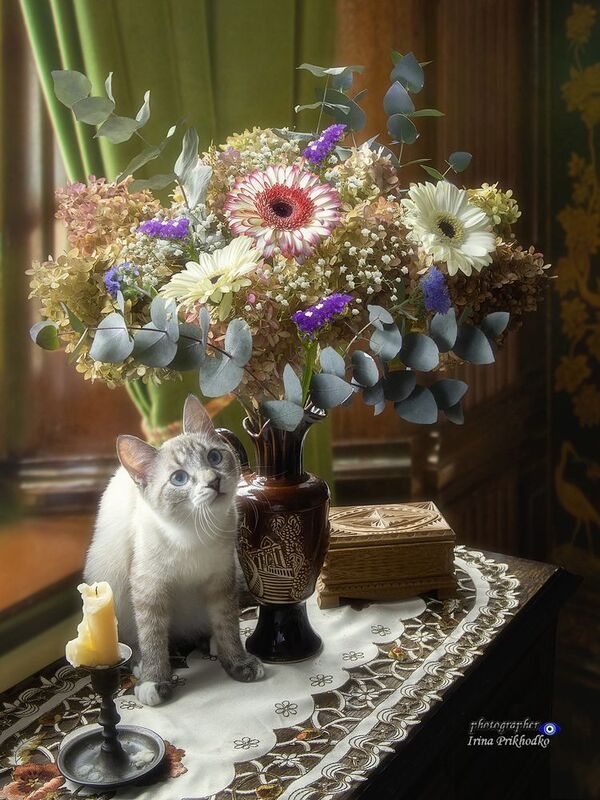 натюрморт, цветы, осенний букет, котик, охос азулес, котенок, кошки, питомцы Как много интересного в жизни!photo preview
