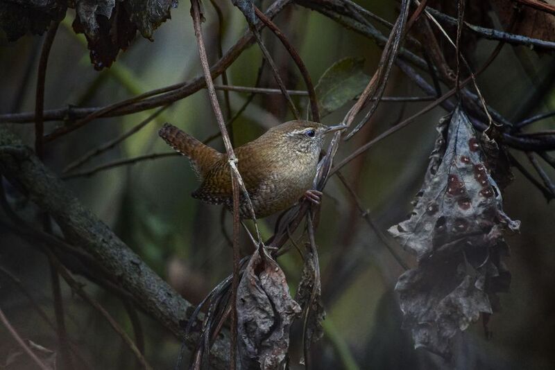 крапивник, wren, Troglodytes troglodytes, птица, дикая природа, bird, wild bird, songbird, лесная птица, лес, small bird, nature photography, birdwatching, Eurasian wren Крапивник / Wren / Troglodytes troglodytes photo preview