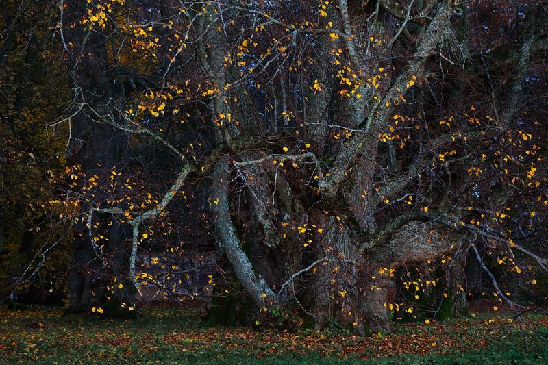 Истории старого паркаphoto preview