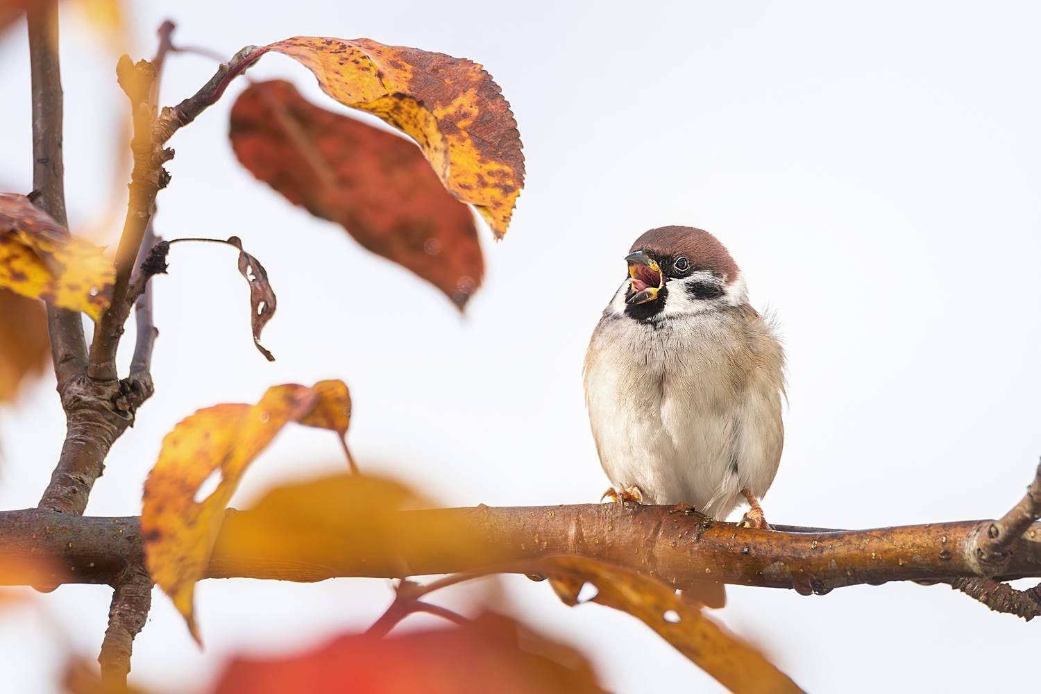 Воробей. Автор: Корнеев Алексей , Корнеев Алексей