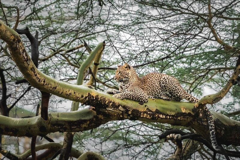 леопард, лев, африка, кения, дикая природа, животные, анималистика, озеро накуру Леопардесса. фото превью