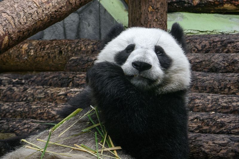 панда, большая панда, бамбуковый медведь, ailuropoda melanoleuca Бамбуковый медведьphoto preview