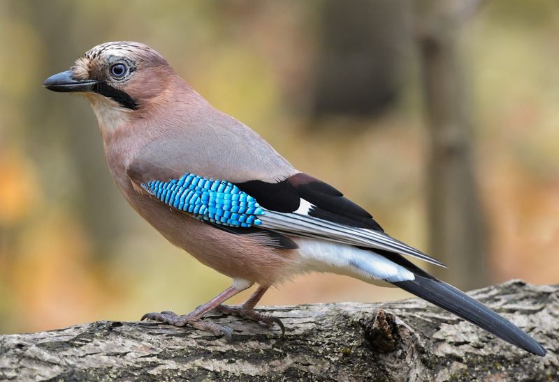 Сойкаphoto preview