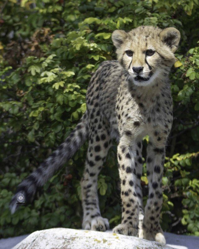 Cheetahphoto preview