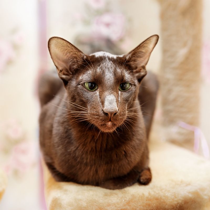 Ориенталphoto preview